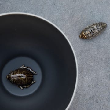 Salt- & pepper shaker beetles - 棕色 - Byon