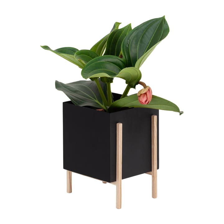Botanic pot flower pot - 黑色-box - Design House Stockholm
