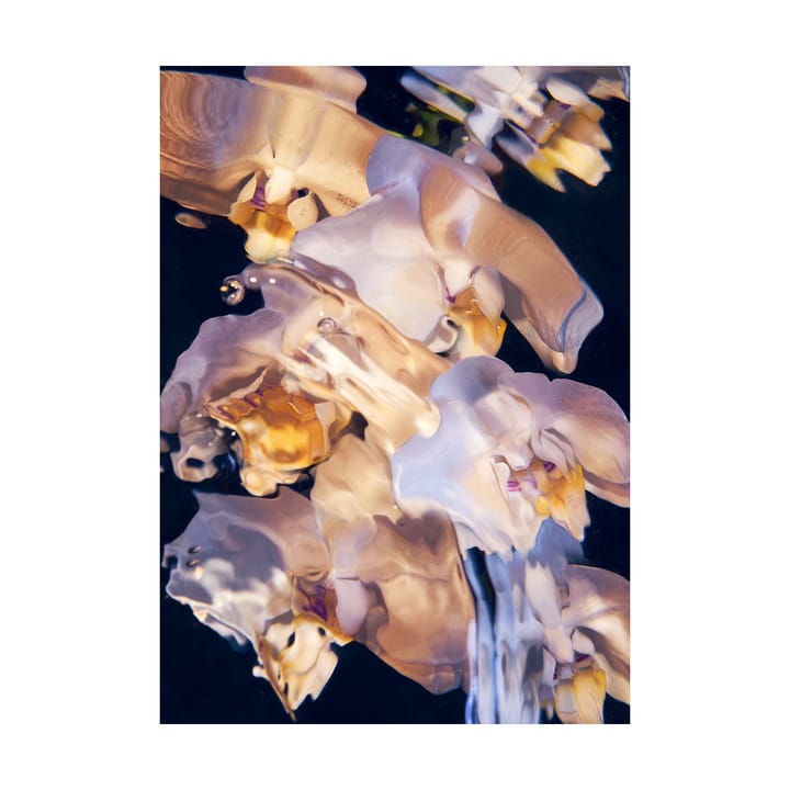 Flora Aquatica 01 海报 - 30x40 cm - Paper Collective