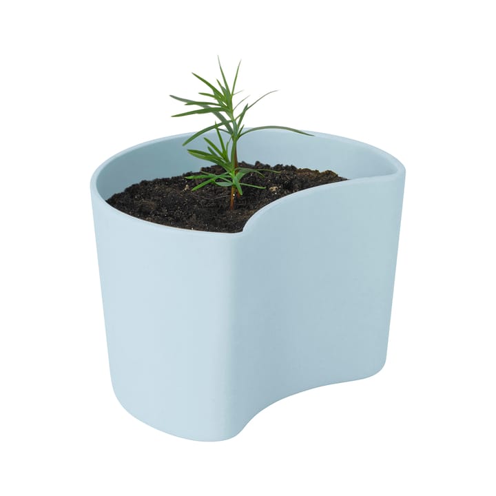 YOUR TREE pot with seeds - 蓝色 (Pine) - RIG-TIG