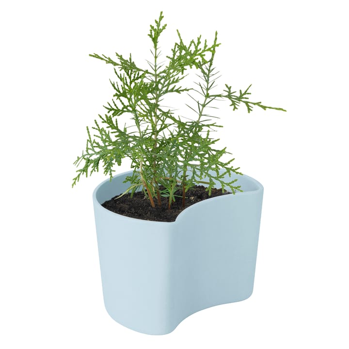 YOUR TREE pot with seeds - 蓝色 (Pine) - RIG-TIG